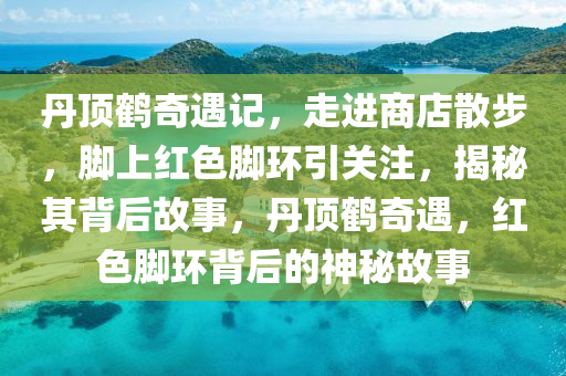 丹頂鶴奇遇記，走進商店散步，腳上紅色腳環(huán)引關(guān)注，揭秘其背后故事，丹頂鶴奇遇，紅色腳環(huán)背后的神秘故事