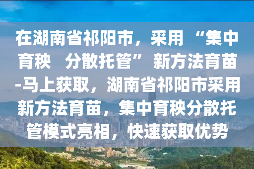 在湖南省祁陽市，采用 “集中育秧   分散托管” 新方法育苗-馬上獲取，湖南省祁陽市采用新方法育苗，集中育秧分散托管模式亮相，快速獲取優(yōu)勢